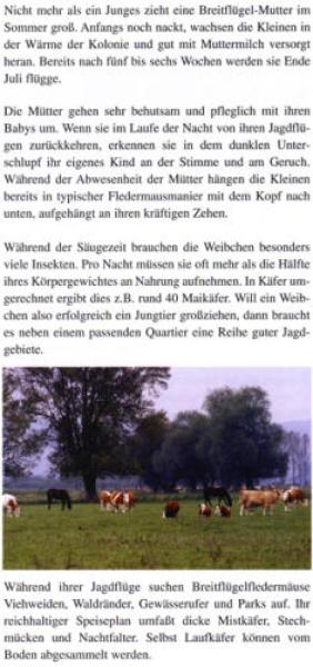 Faltblatt 'Die Breitflügelfledermaus' (Seite 3)